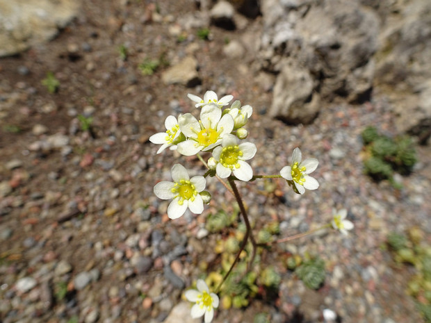 Камнеломка метельчатая - Saxifraga paniculata