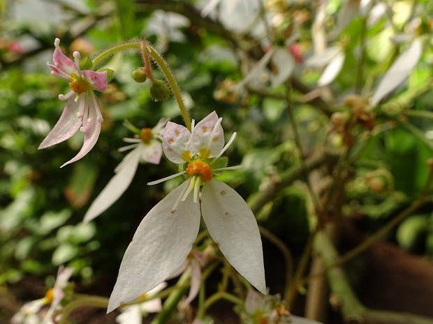 Камнеломка плетеносная - Saxifraga stolonifera