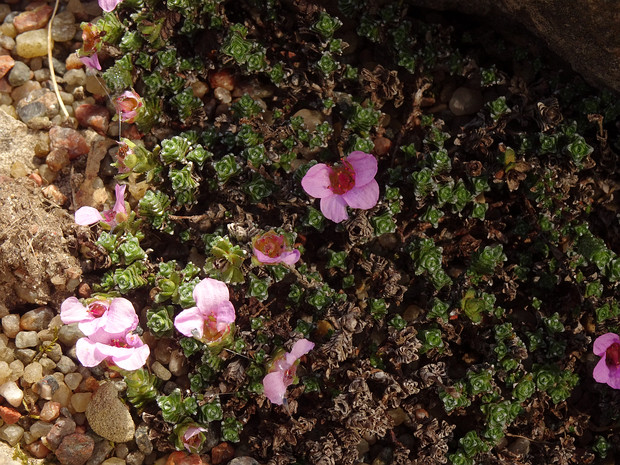 Камнеломка супротивнолистная - Saxifraga oppositifolia