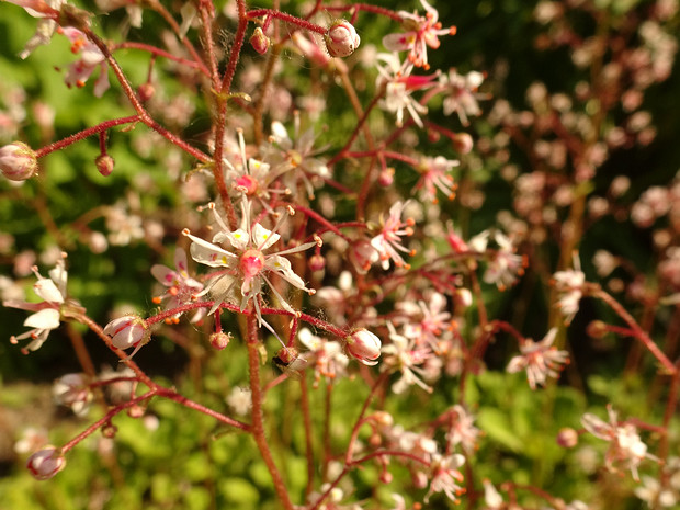 Камнеломка теневая - Saxifraga umbrosa