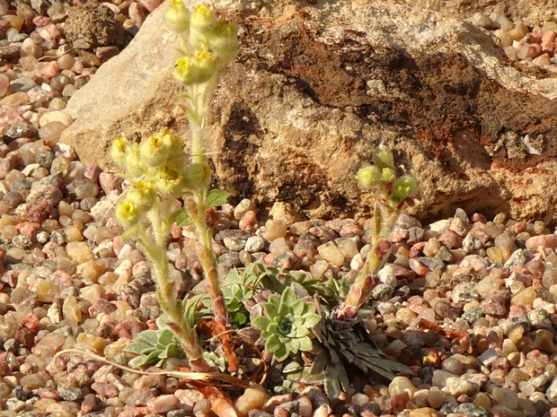 Камнеломка щитковидная - Saxifraga corymbosa