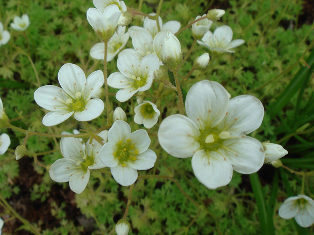 Камнеломка x Арендса белая форма - Saxifraga x arendsii f. alba