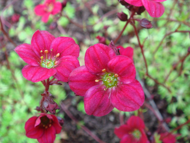 Камнеломка x Арендса - Saxifraga x arendsii