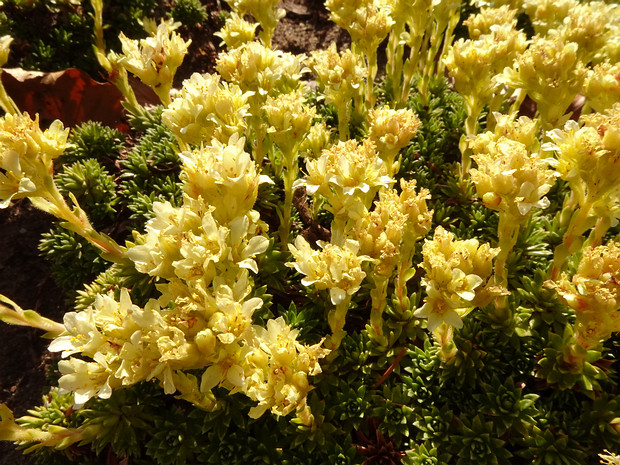 Камнеломка x короткоостроконечная 'Колючая' - Saxifraga x apiculata 'Pungens'