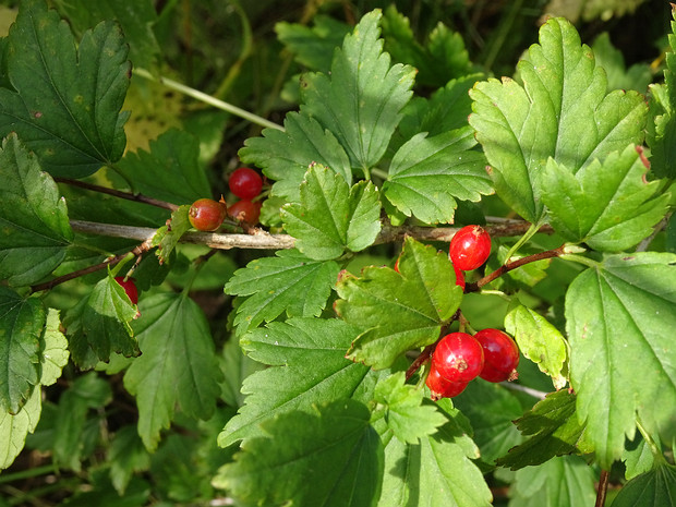 Смородина альпийская - Ribes alpinum