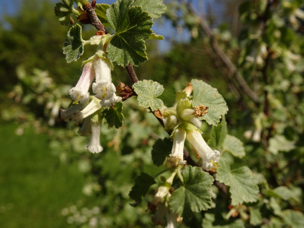 Смородина восковая - Ribes cereum