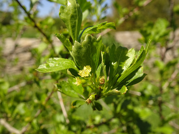 Смородина двуиглая - Ribes diacanthum