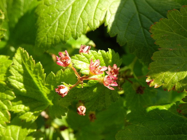 Смородина железистая - Ribes glandulosum