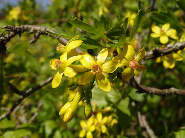 Смородина золотистая - Ribes aureum