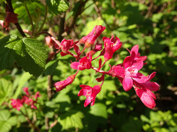 Смородина кроваво-красная - Ribes sanguineum