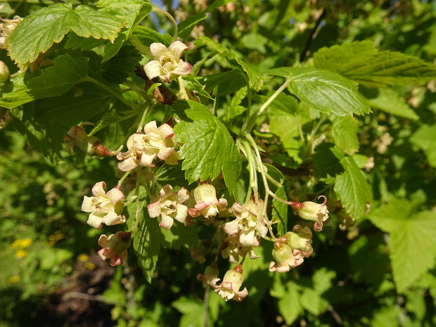 Смородина маньчжурская - Ribes mandshuricum