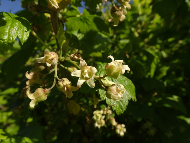 Смородина чёрная разн. сибирская форма коричневоплодная - Ribes nigrum var. sibiricum f. fuscocarpa