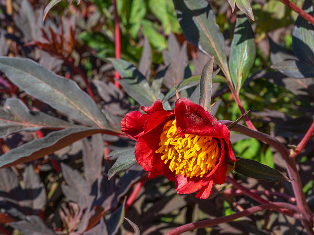 Пион Делавея - Paeonia delavayi