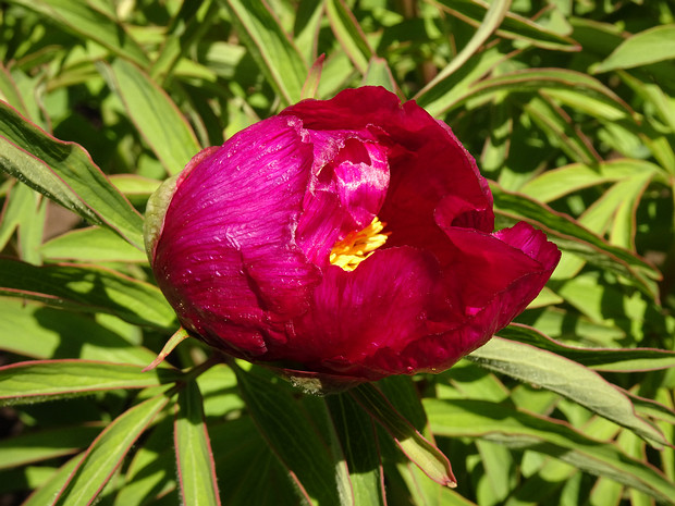 Пион бараний - Paeonia arietina