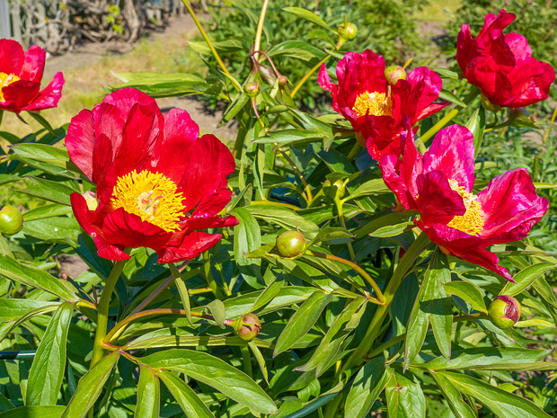 Пион иноземный - Paeonia peregrina