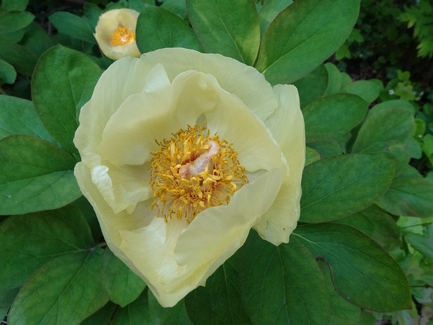 Пион крымский подвид Млокосевича - Paeonia daurica subsp. mlokosewitschii