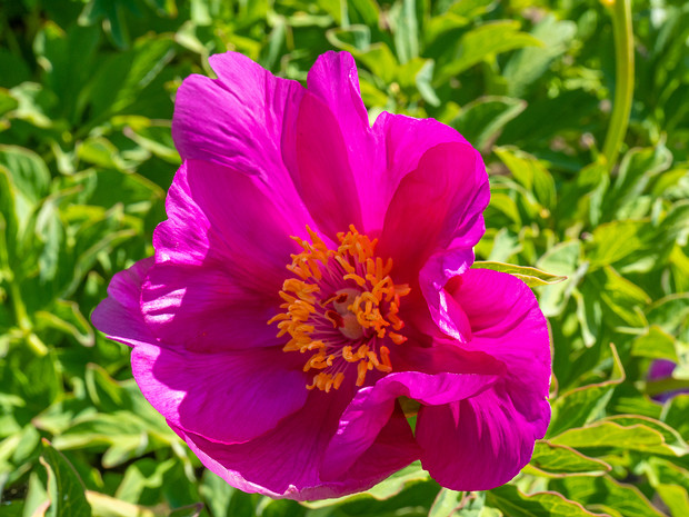 Пион крымский подвид крымский - Paeonia daurica subsp. daurica