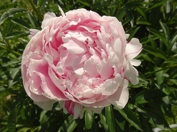 Пион лекарственный - Paeonia officinalis