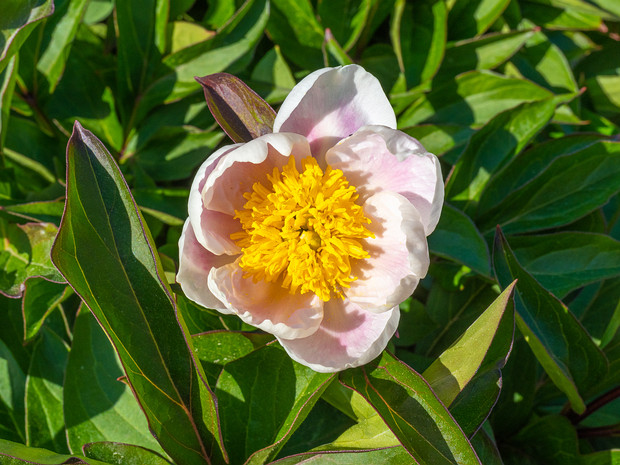 Пион молочноцветковый - Paeonia lactiflora