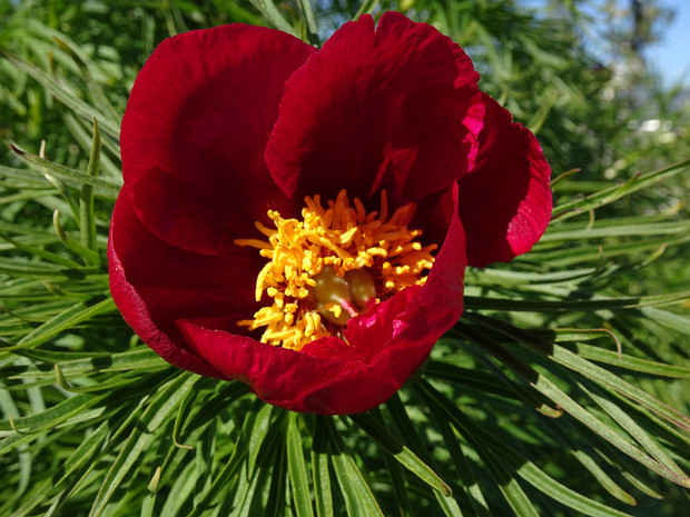 Пион узколистный - Paeonia tenuifolia