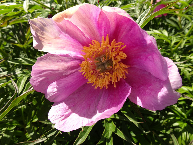 Пион уклоняющийся подвид Вича - Paeonia anomala ssp. veitchii