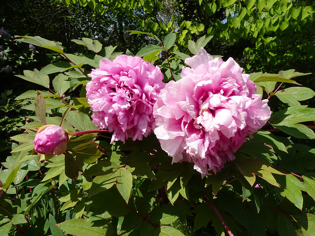 Пион x древовидный 'Герцогиня де Морни' - Paeonia x suffruticosa 'Duchesee de Morny'