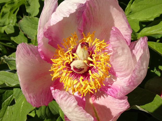 Пион x лагодехский - Paeonia x lagodechiana