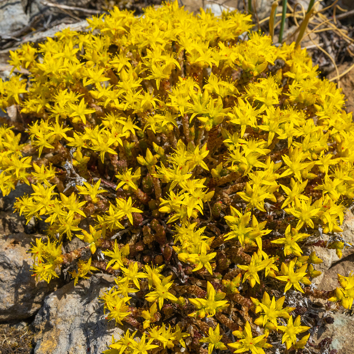 paekalda_limestone_dry_field-304297