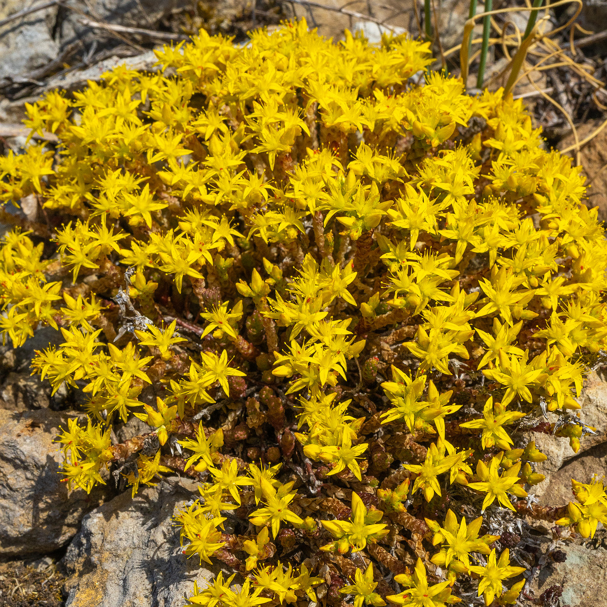 paekalda_limestone_dry_field-304298