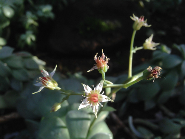 Граптопеталум парагвайский - Graptopetalum paraguayense