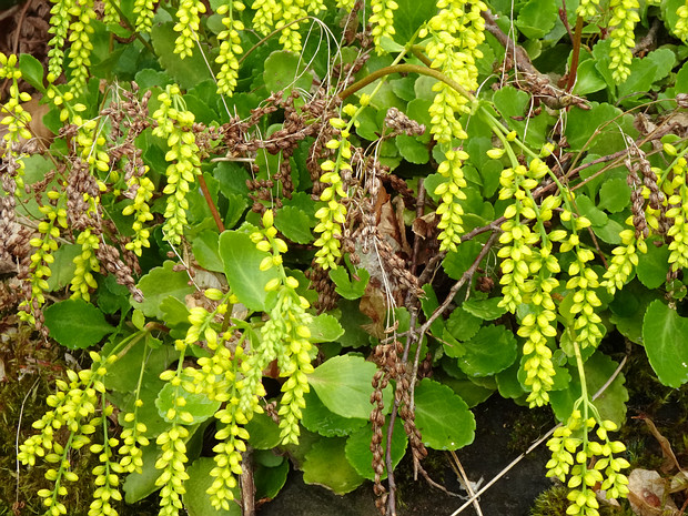 Крестолистник супротивнолистный - Umbilicus oppositifolius