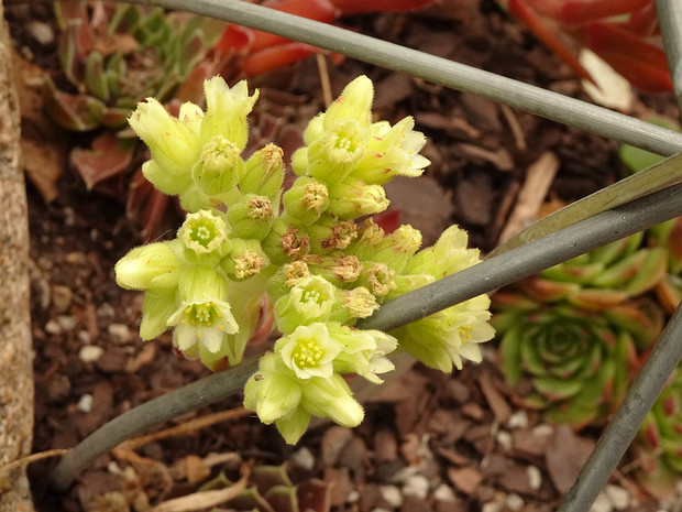 Молодило Хейфеля - Sempervivum heuffelii