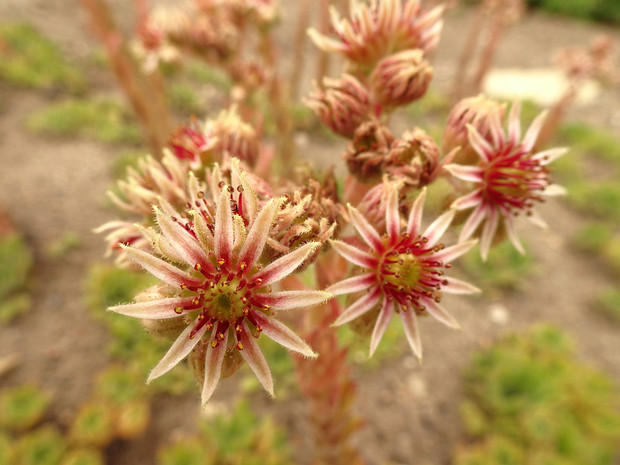 Молодило кантаберийское - Sempervivum cantabricum