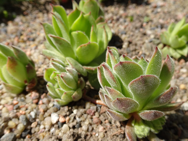 Молодило кровельное - Sempervivum tectorum