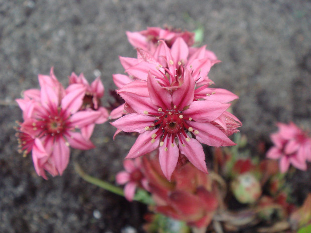 Молодило паутинистое - Sempervivum arachnoideum