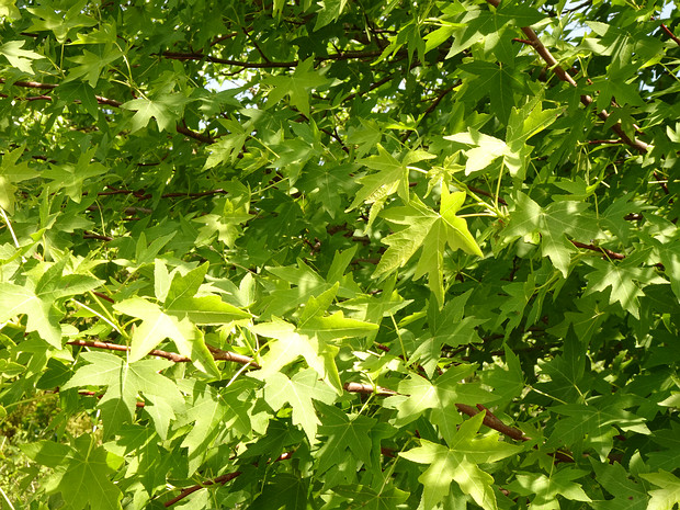 Алтингиевые - Altingiaceae Altingiaceae is a small family of flowering plants in the order Saxifragales, consisting of wind-pollinated trees that...