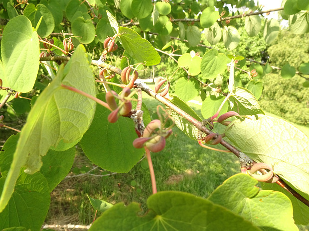 Багрянниковые - Cercidiphyllaceae Cercidiphyllum is a genus containing two species of plants, both commonly called katsura. They are the sole members of...