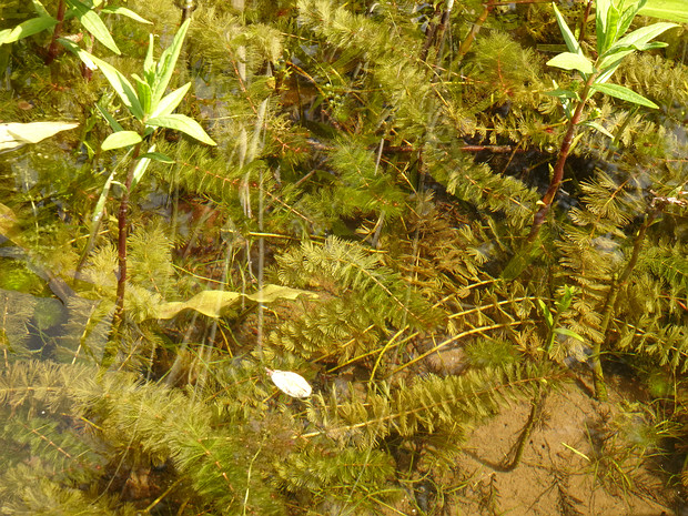 \Сланоягодниковые - Haloragaceae Haloragaceae (the watermilfoil family) is a eudicot flowering plant family in the order Saxifragales, based on the...