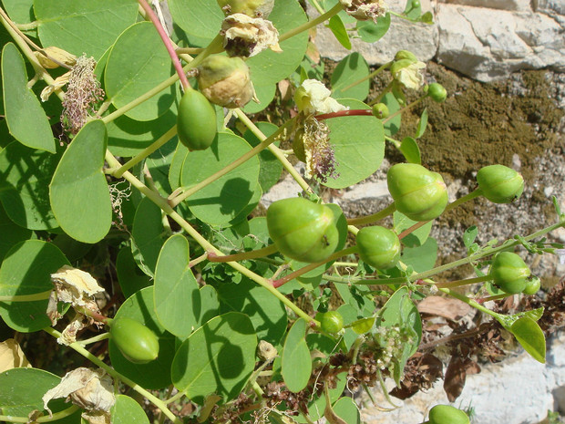 Каперсы колючие - Capparis spinosa