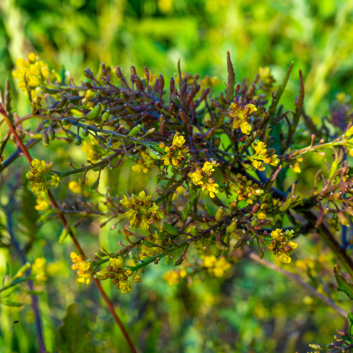 kiikri_old_deserted_grassland-58