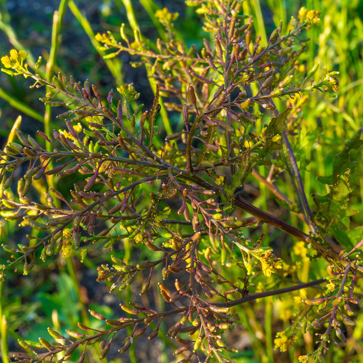 kiikri_old_deserted_grassland-59