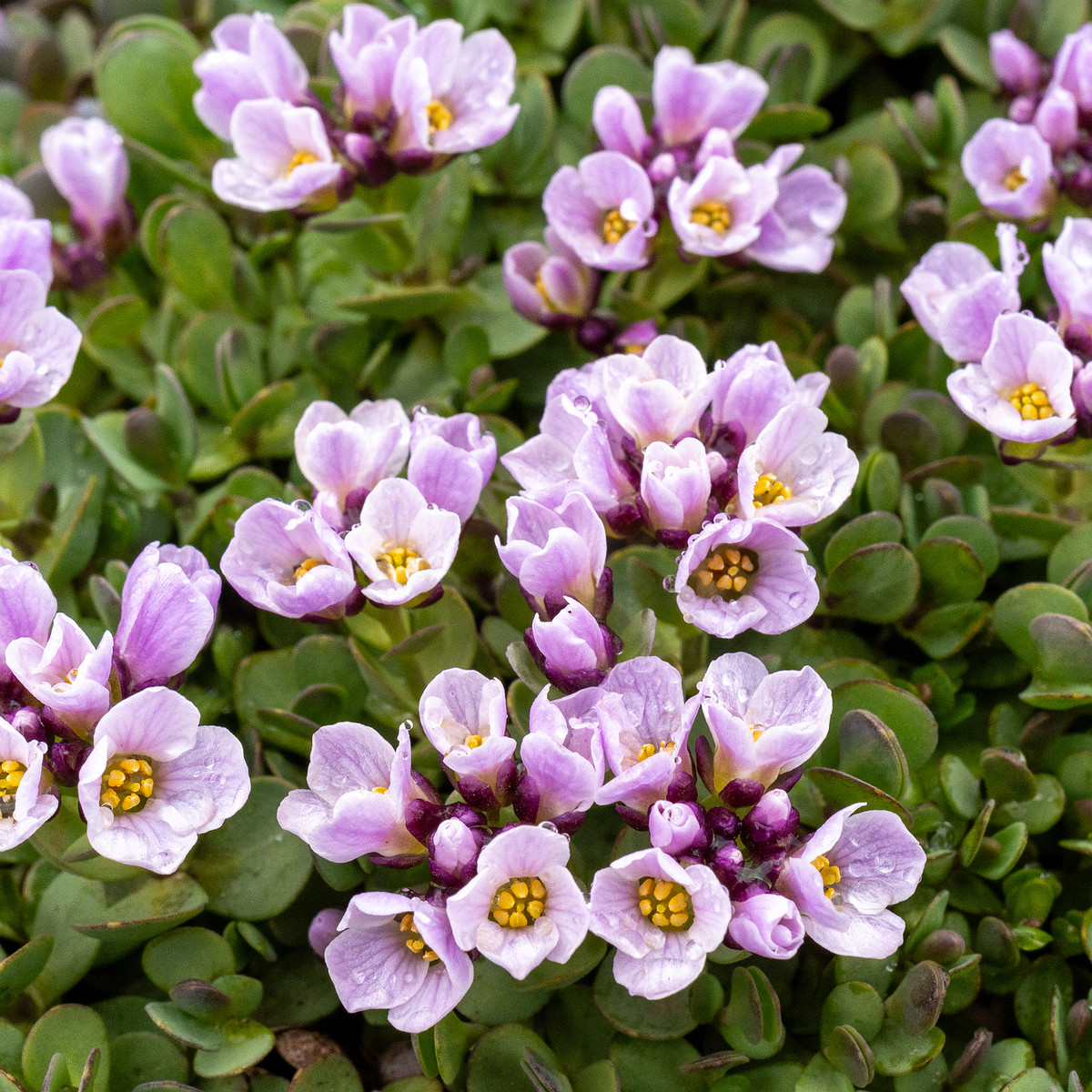 _tallinn-botanical-garden-48