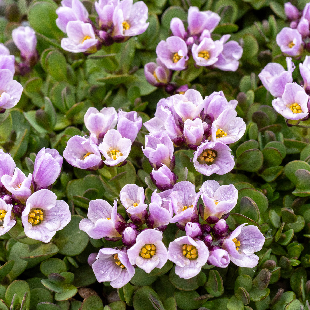 tallinn-botanical-garden-50