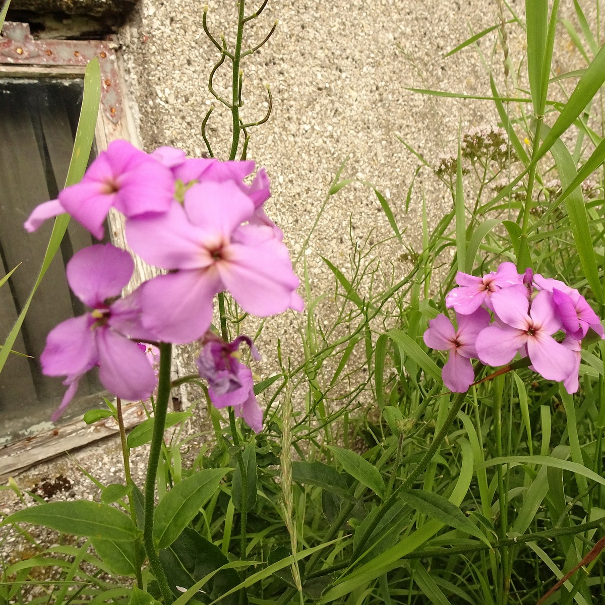 Cardamine pratensis subsp. angustifolia 22-Jul-19 _ 11_55_48