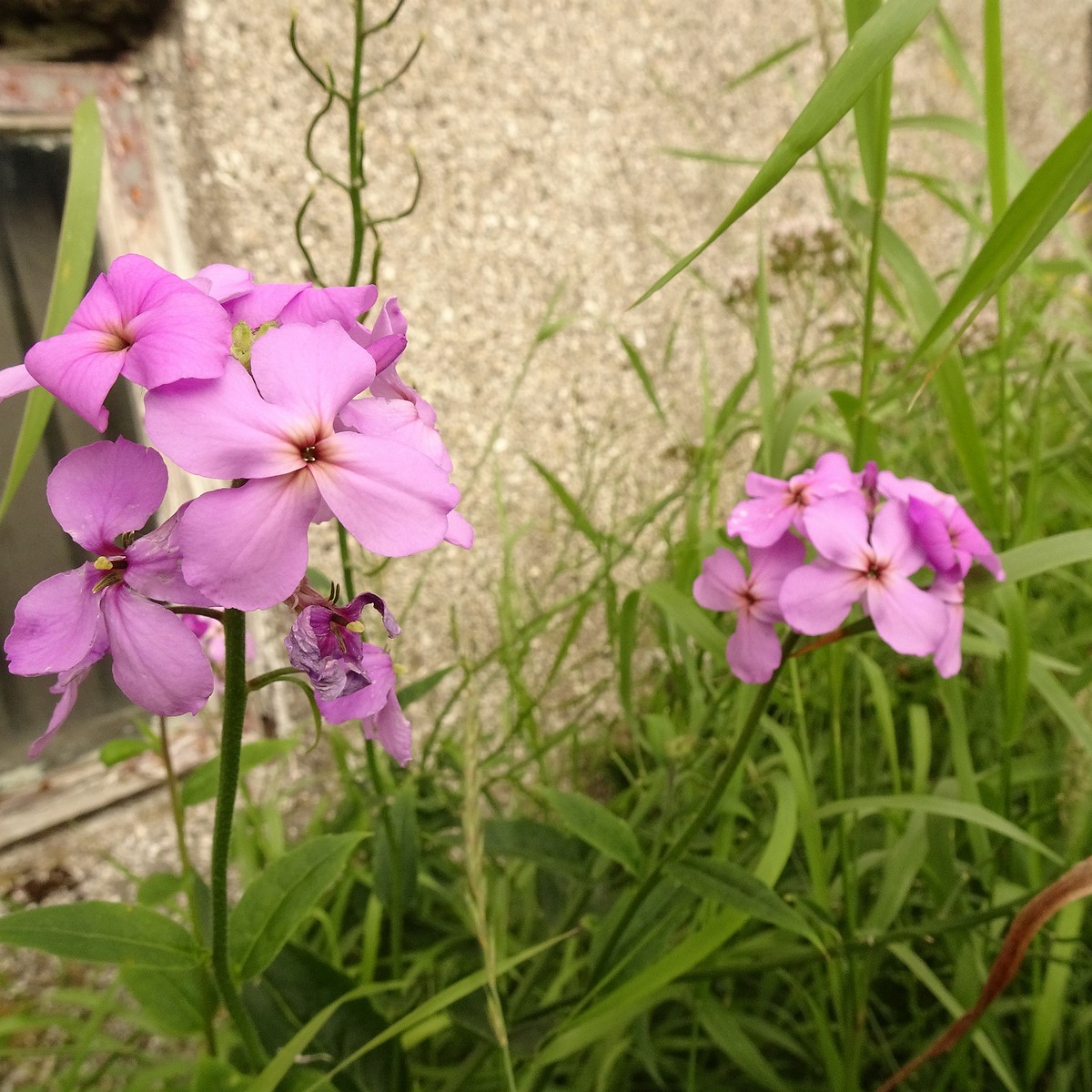 Cardamine pratensis subsp. angustifolia 22-Jul-19 _ 11_55_50