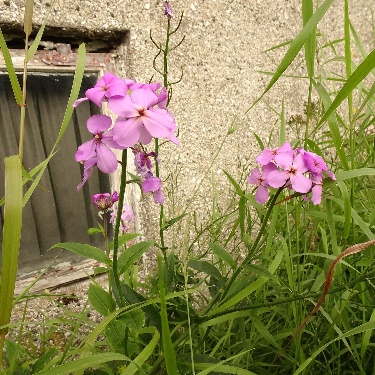 Cardamine pratensis subsp. angustifolia 22-Jul-19 _ 11_55_54