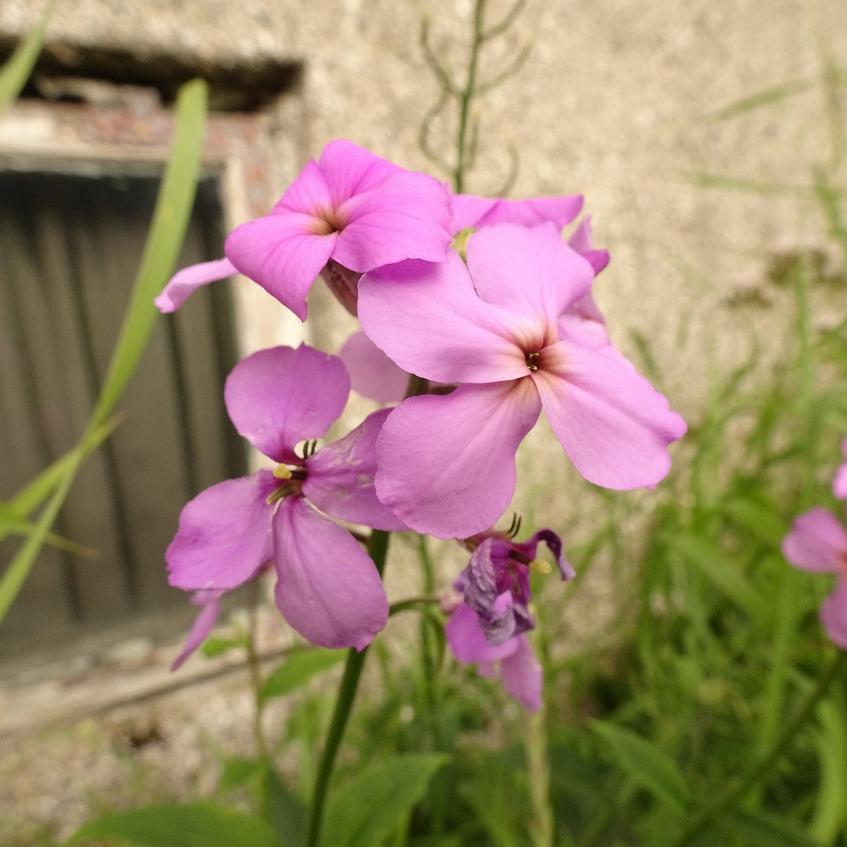 Cardamine pratensis subsp. angustifolia 22-Jul-19 _ 11_56_00