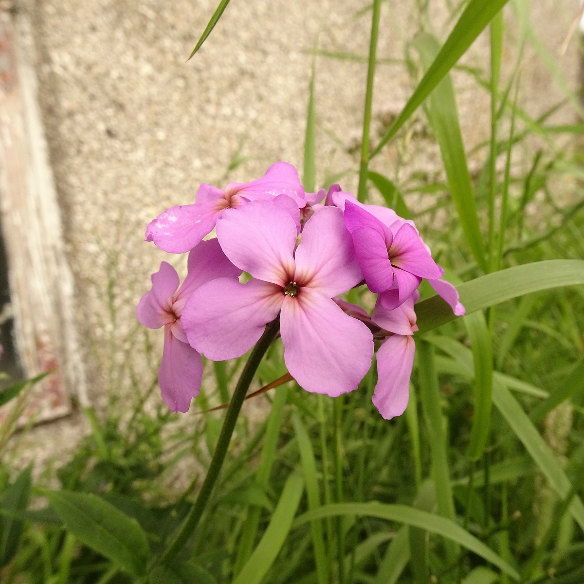 Cardamine pratensis subsp. angustifolia 22-Jul-19 _ 11_56_06