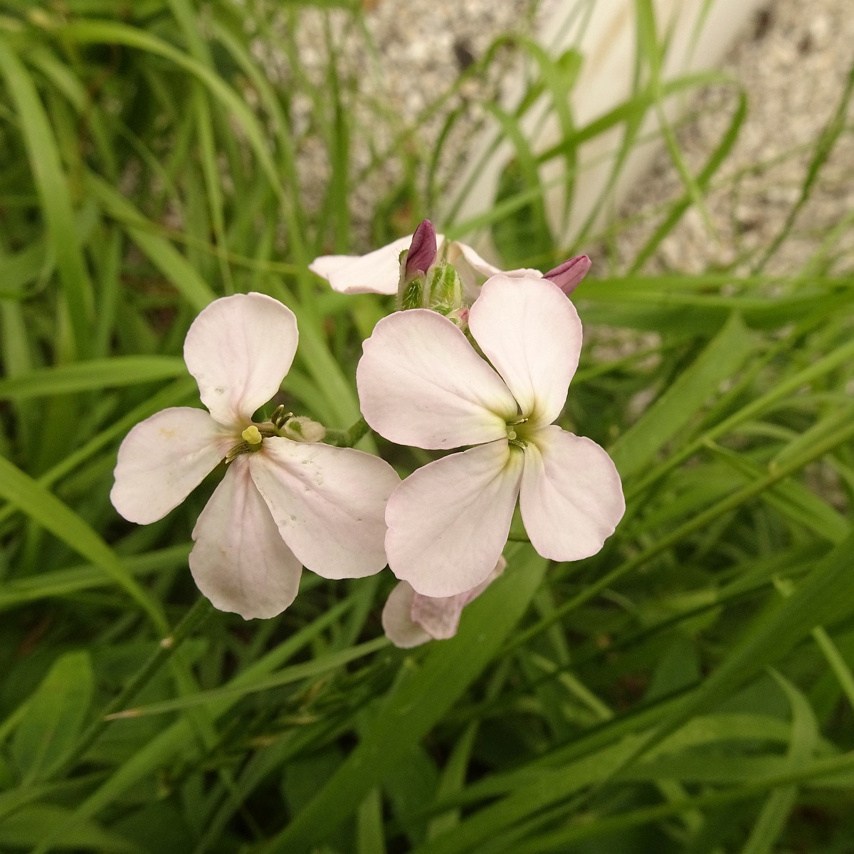 Cardamine pratensis subsp. angustifolia 22-Jul-19 _ 11_56_18