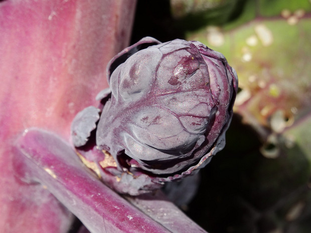 Брюссельская капуста 'Красный Шар' - Brassica oleracea var. gemmifera 'Red Ball'